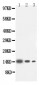 Anti-IL-4 Antibody